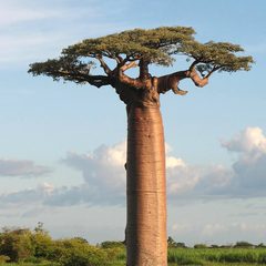 Baobab