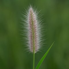 Imperata